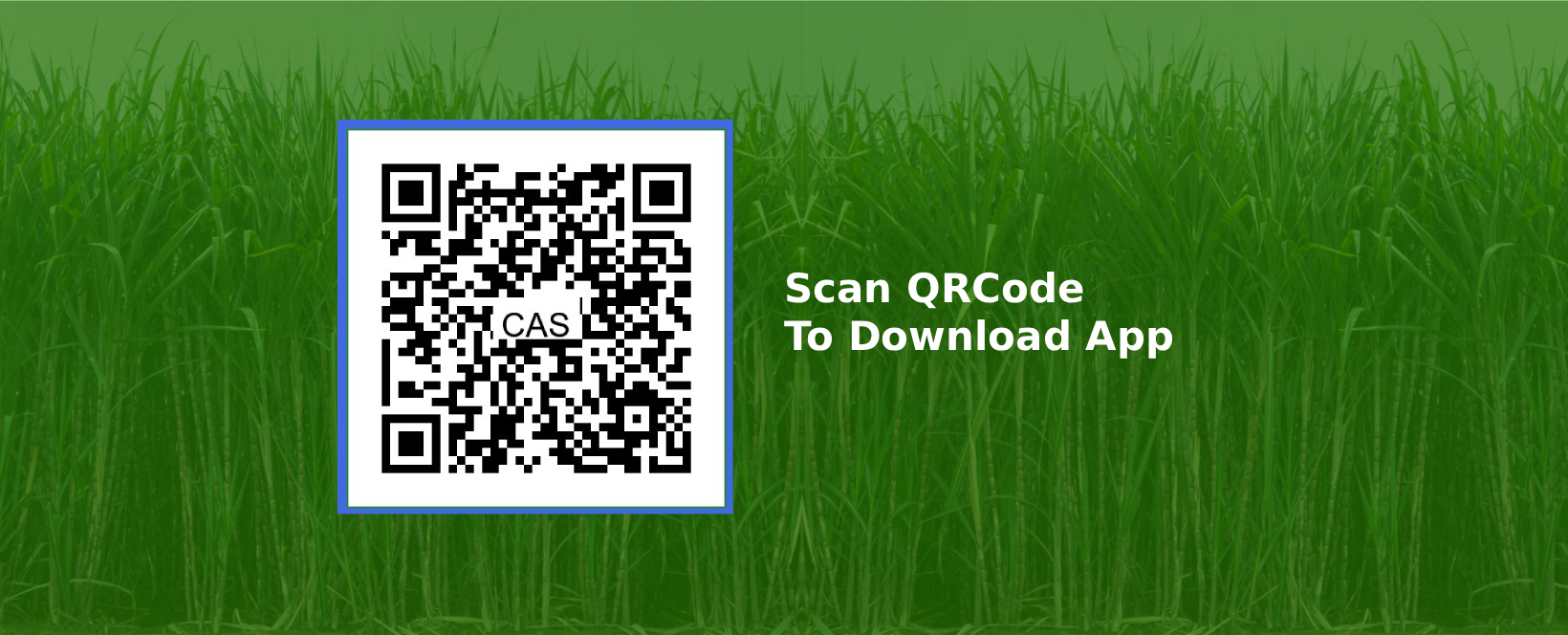 Sugarcane Pest Research