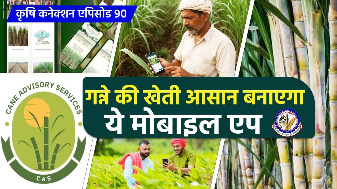 CAS Sugar Production Process